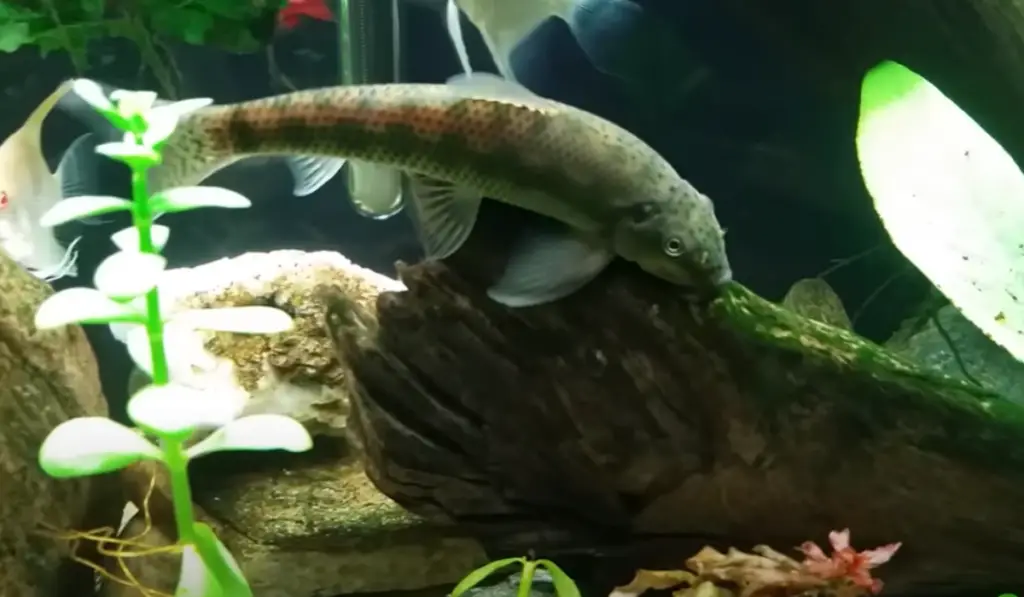 Algae Eater is dying symptoms