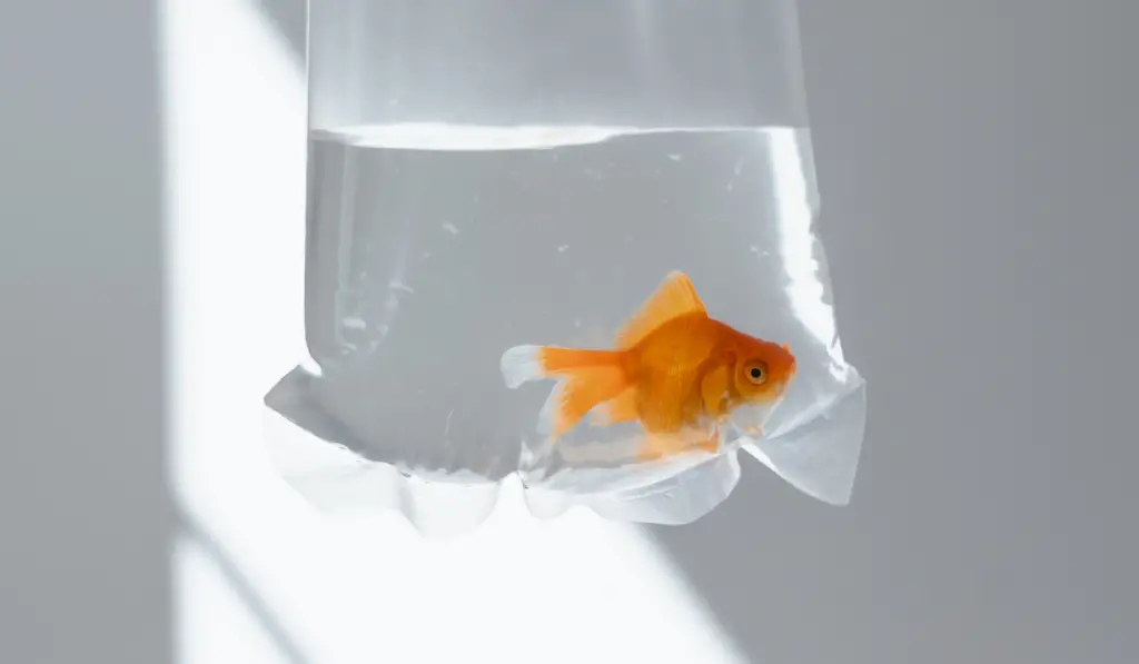 How To Quarantine Fish Without A Tank?