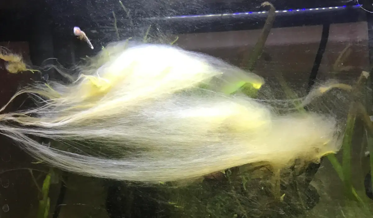 White Stringy Stuff in Fish Tank | Pet Fish Tank
