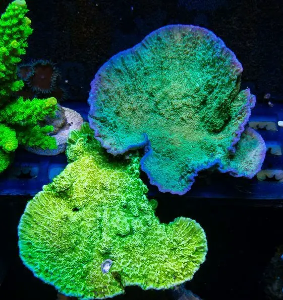 Are Pineapple Sponges Good or Bad For Reef Tanks?(Explained)