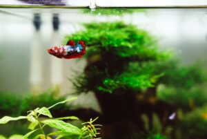 how to cycle a fish tank fast