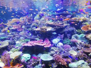 Who Makes Oceanic Aquariums