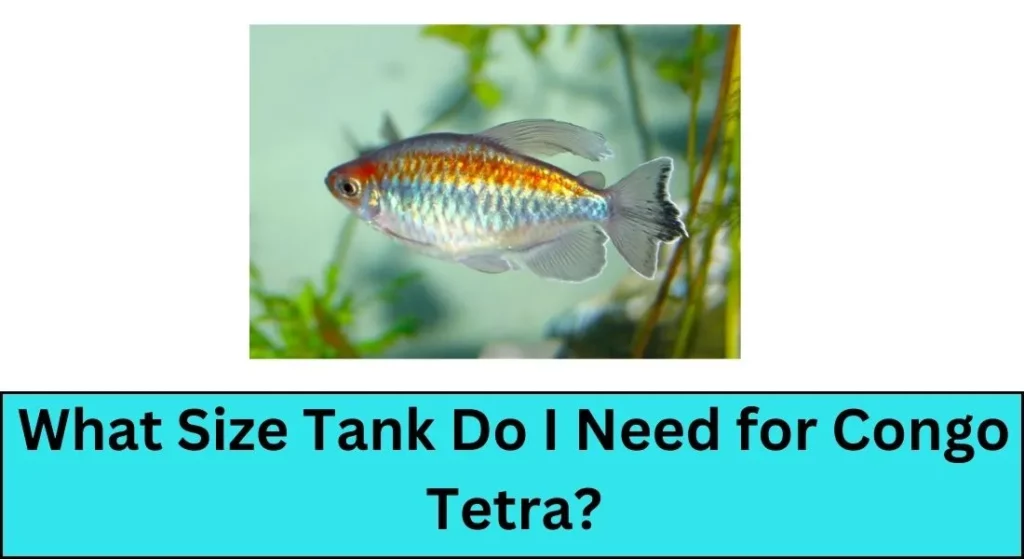What Size Tank Do I Need for Congo Tetra