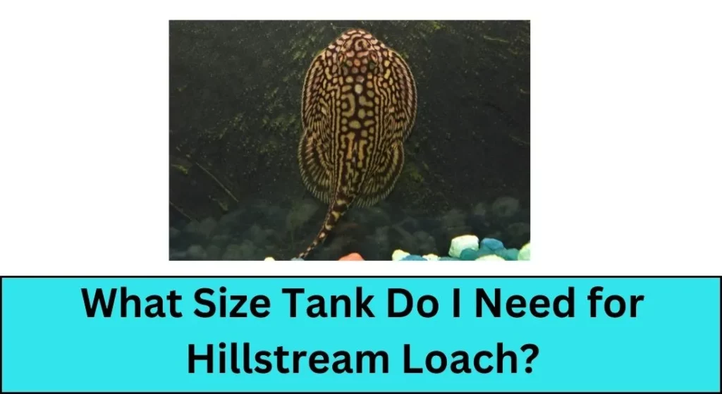What Size Tank Do I Need for Hillstream Loach