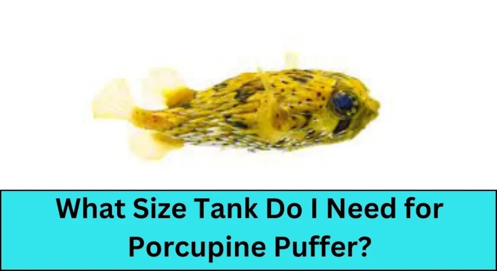 What Size Tank Do I Need for Porcupine Puffer
