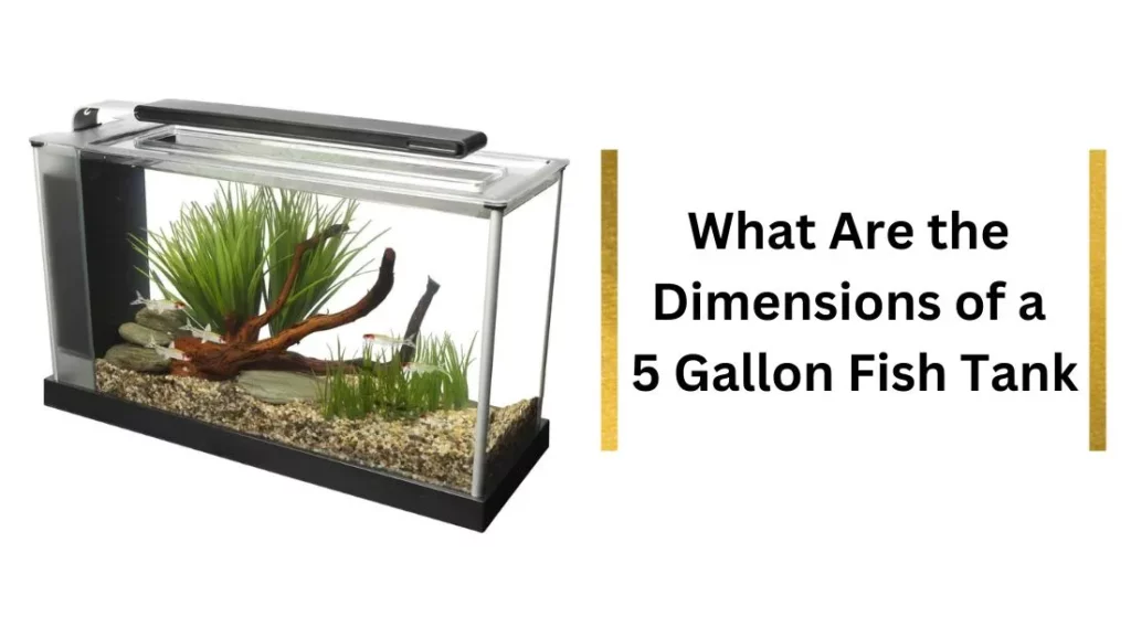 What Are the Dimensions of a 5 Gallon Fish Tank