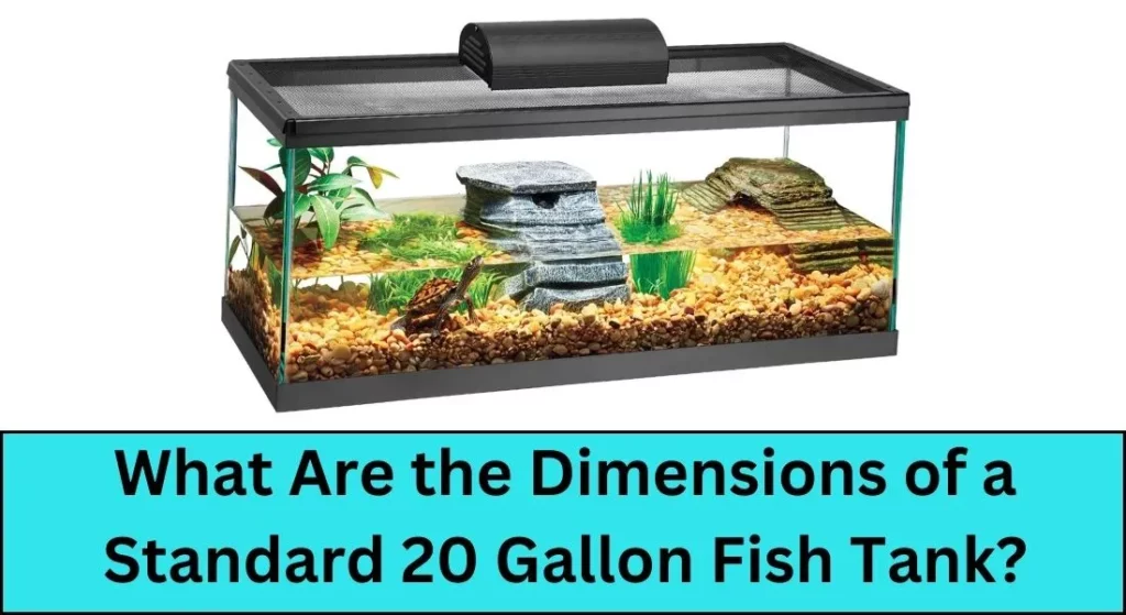 Dimensions of a Standard 20 Gallon Fish Tank