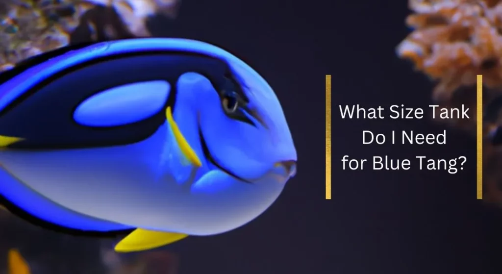 What Size Tank Do I Need for Blue Tang?