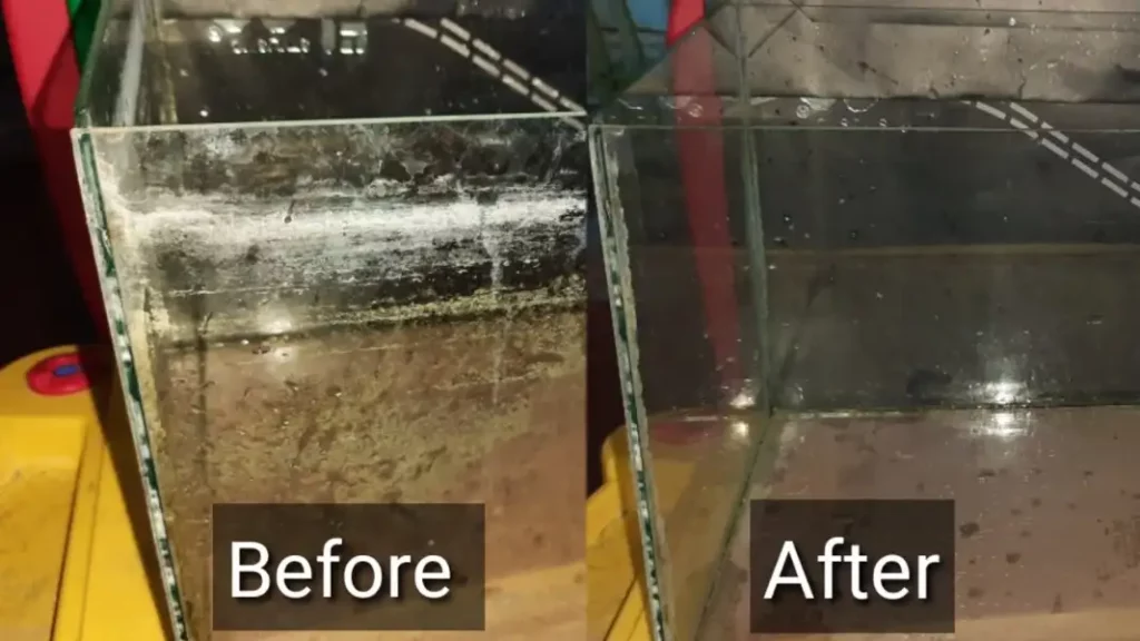 Clean-The-Aquarium-Glass-