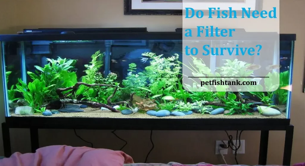 Do Fish Need a Filter to Survive