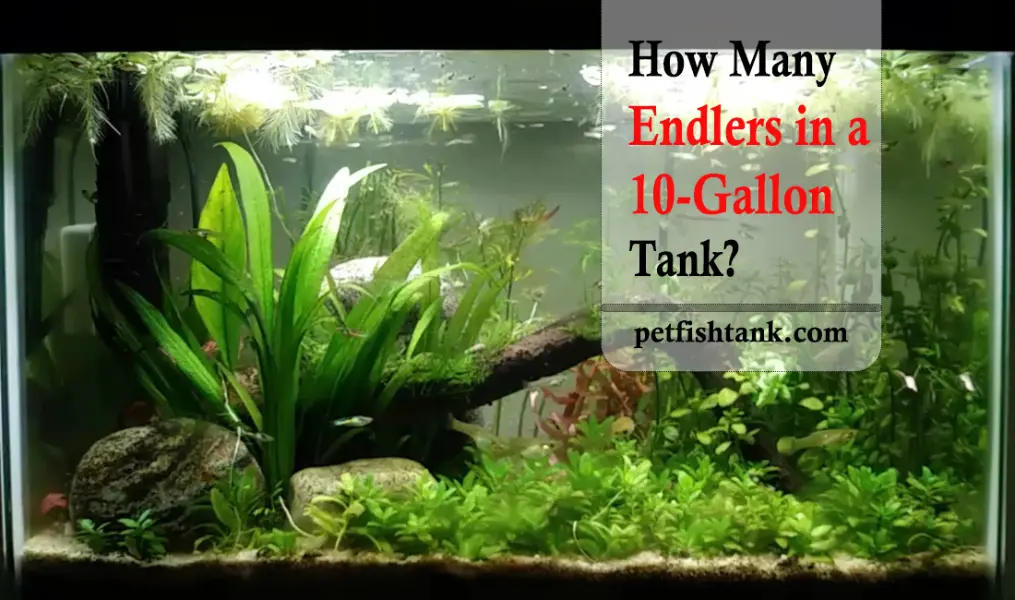 How Many Endlers in a 10-Gallon Tank