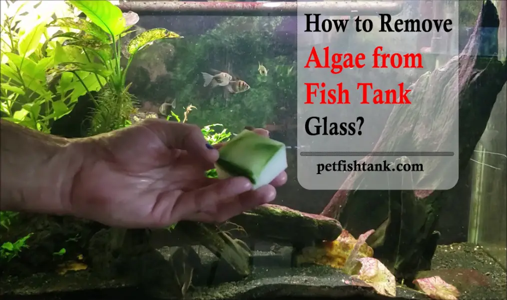 How to Remove Algae from Fish Tank Glass