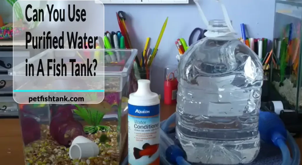 Can You Use Purified Water in A Fish Tank