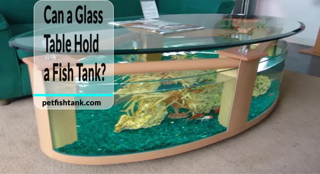 Can a Glass Table Hold a Fish Tank
