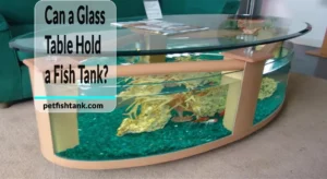 Can a Glass Table Hold a Fish Tank