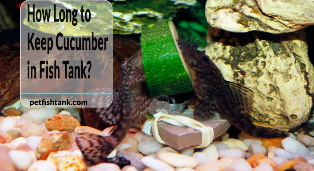 How Long to Keep Cucumber in Fish Tank