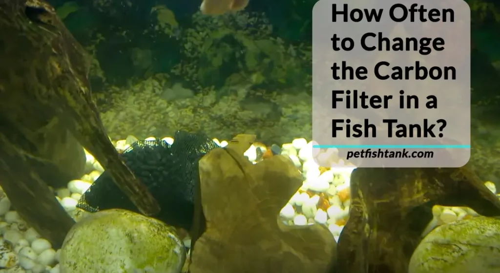 How Often to Change the Carbon Filter in a Fish Tank