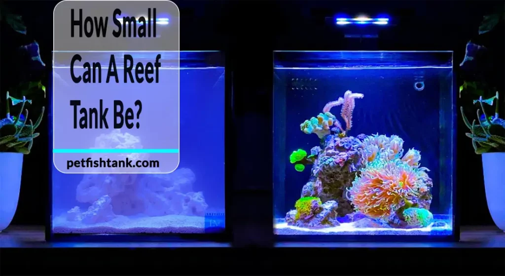 How Small Can A Reef Tank Be