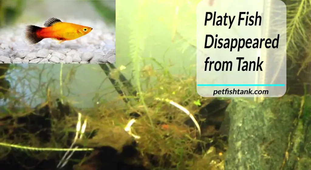Platy Fish Disappeared from Tank