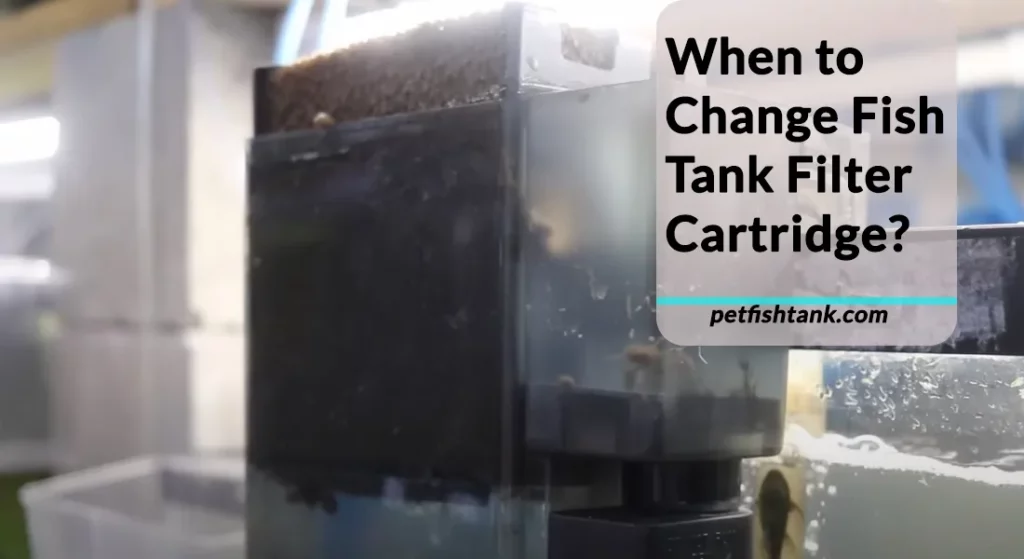When to Change Fish Tank Filter Cartridge