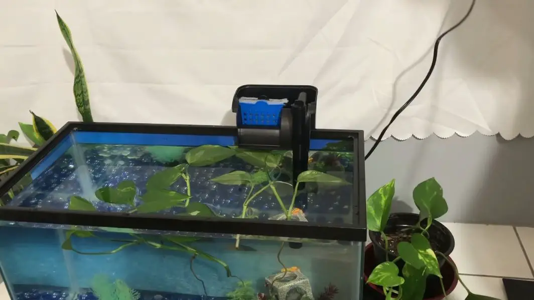 Top Fin Filter Not Working? Causes, Fixes & Adjustments Pet Fish Tank